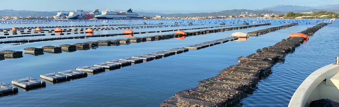 oyfloats floats for oyster farms